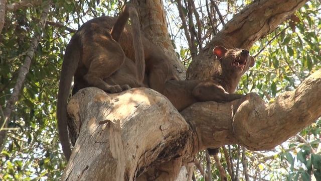 Fossa mating