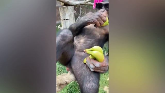 Подборка ЛУЧШИХ роликов недели!