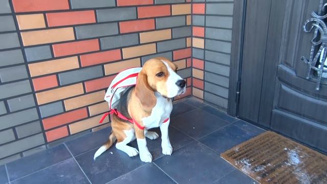 НЕПРИЯТНОСТИ ШЕРЛОКА. ЩЕНОК ЗАЩИЩАЕТСЯ. БРОС ШОУ ПЕТ