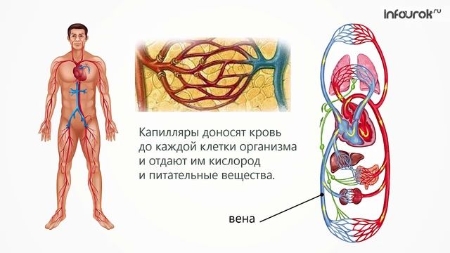 Путь крови. Определение пульса