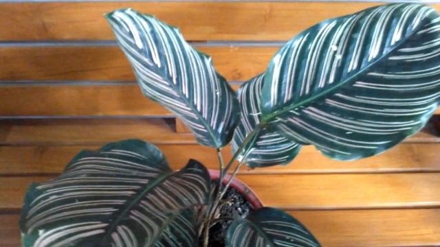 calathea Sanderiana