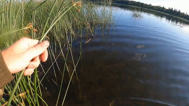 ловля щуки с берега в огромных камышах