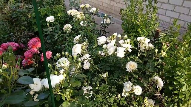 Розы для небольшого сада