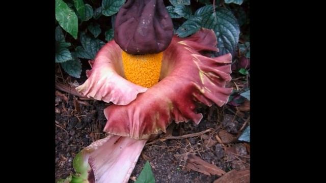 10 Most Unusual Flowers In The World