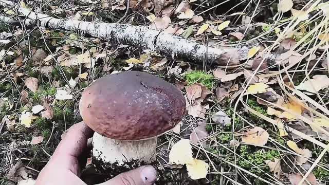 Нашел хорошее грибное место в лесу. С тех пор из леса без грибов не возвращаюсь