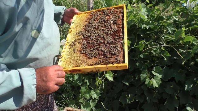 Простой  способ хранения маток и как сохранить старых маток