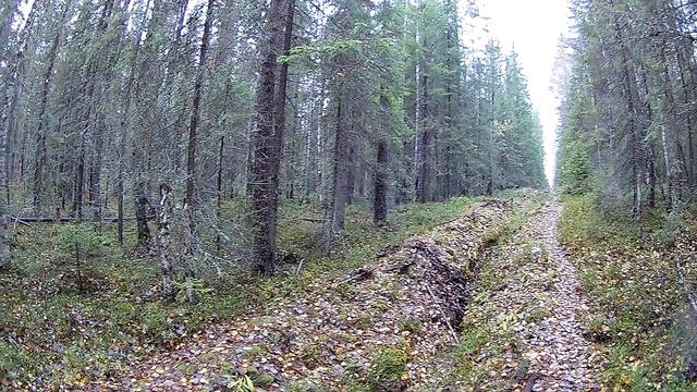 Прогулка по осеннему лесу на лесное озеро