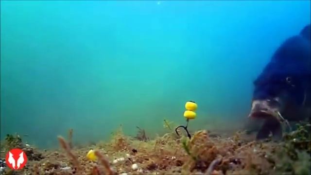 Ловля карпа на бойлы, видео под водой.  Fishing carp baits underwater