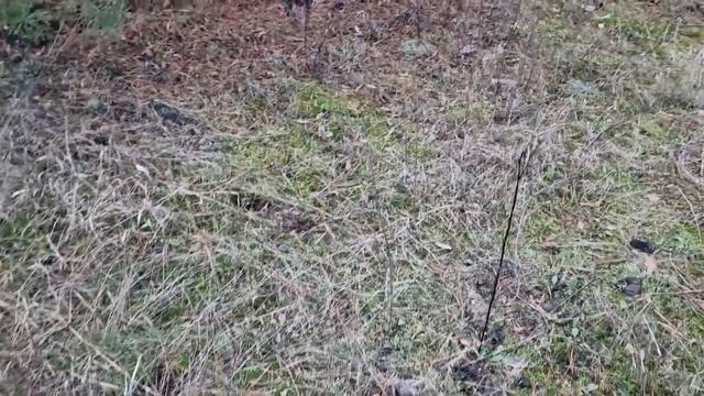 лесные приключения))