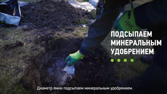 ? Как посадить тую? Правильная ПОСАДКА ТУИ на участке