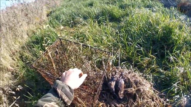 Охота на ондатру. Морды лучше, чем капканы (Будни охотника и рыбака)