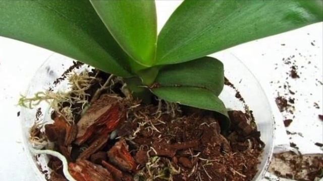 ЩИТОВКA    /   КАК  ИЗБАВИТЬСЯ  ОТ  ЩИТОВКИ  НА  ОРХИДЕЕ  БЫСТРО