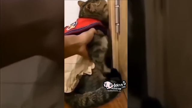 2_5429443994834713939.mp4