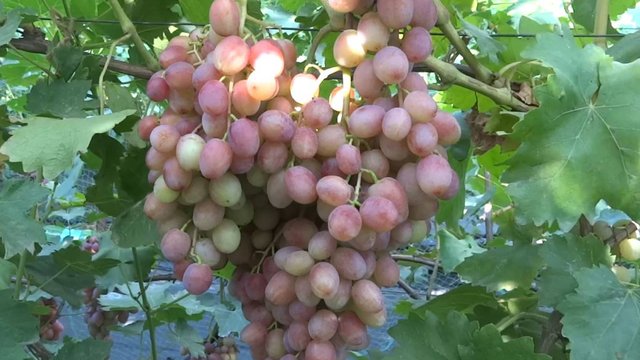 Виноград 2024. Зоренька - великолепный результат