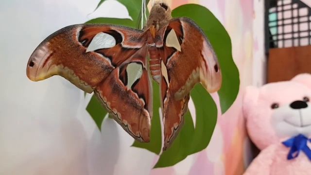 Тропическая бабочка-гигант "Атлас" у нас дома