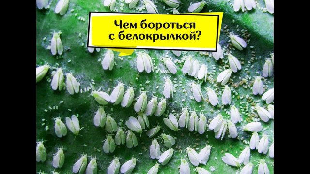 Обработка пеларгоний (Teppeki) от белокрылки .