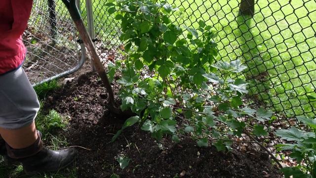 Выращиваем малину в горшке. Все о малине.