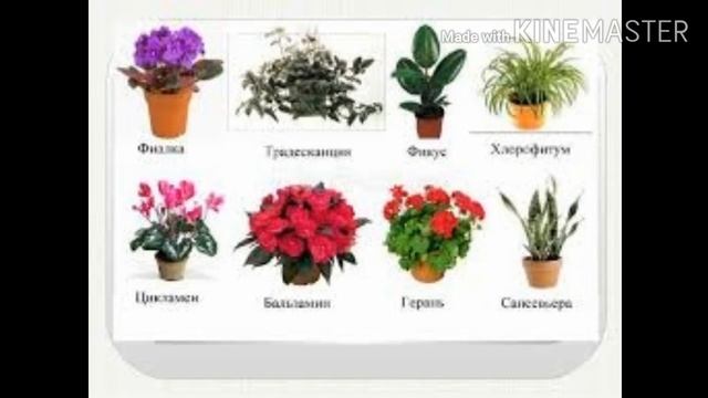 Ознакомление с окружающим "Путешествие в мир цветов".