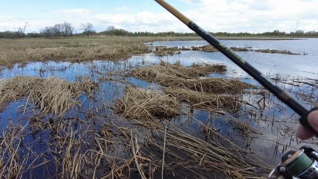 Мощные атаки змееголова. Сильная рыба ломает и свинчивает приманки.