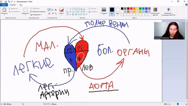 ЗАПОМИНАЕМ КРУГИ КРОВООБРАЩЕНИЯ ЧЕЛОВЕКА