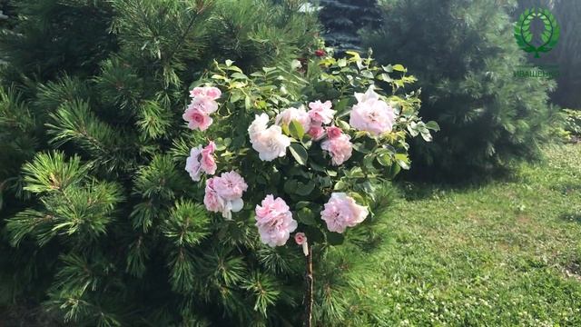 Штамбовые розы в моём саду. Роза Боника. Жёлтый пион BARTZELLA