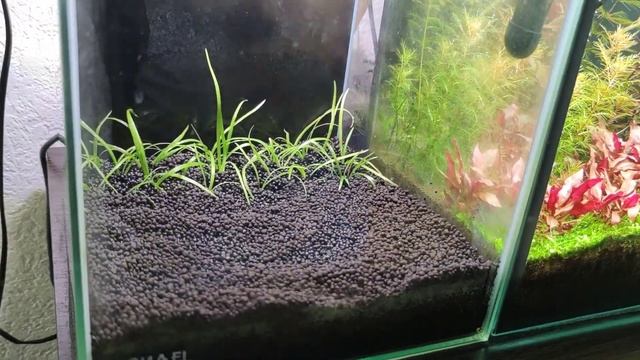 Замена грунта в креветочнике. Перезапуск аквариума.