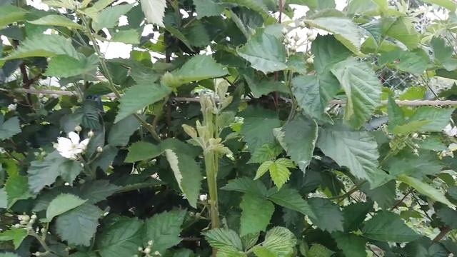 Калининградский сад. Ежевика  (АПАЧИ, ЛОХ ТЕЙ, НАТЧЕЗ, ОУЧИТА, ПОЛАР)