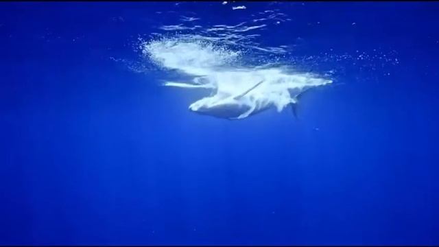 Видео про китов для детей