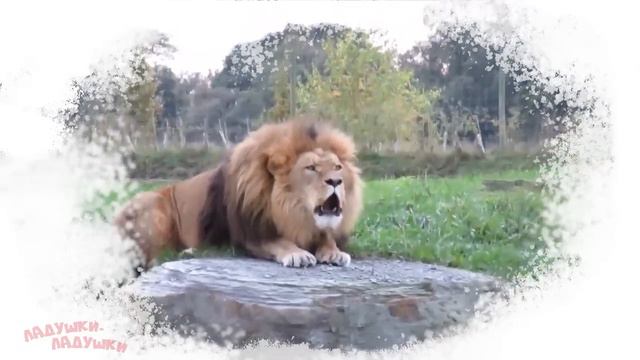 ЗВУКИ ЖИВОТНЫХ для самых маленьких 1-2 года, развивающие мультики для детей. Как говорят животные?