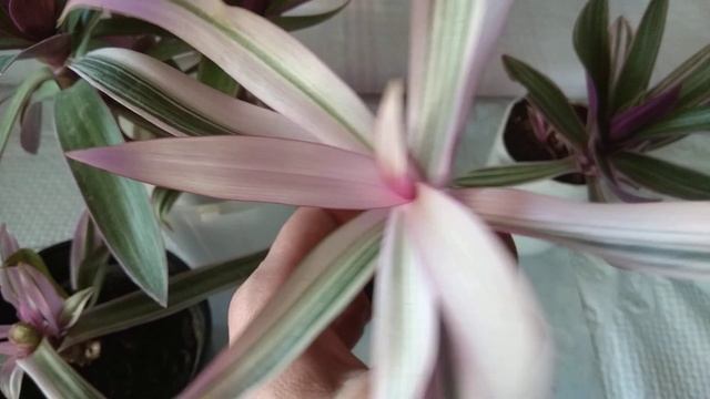 Неприхотливая традесканция Рео уход и размножение