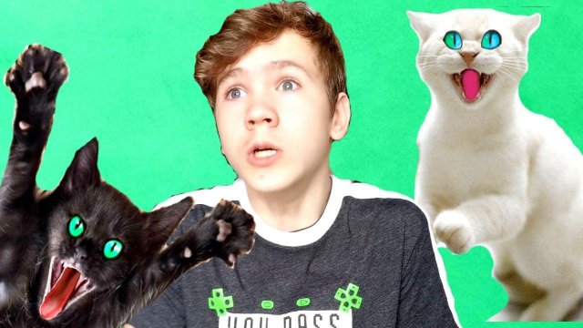 ТАЙНАЯ ЖИЗНЬ МОИХ КОШЕК. ВОТ ЭТО ЭКСТРИМ!
