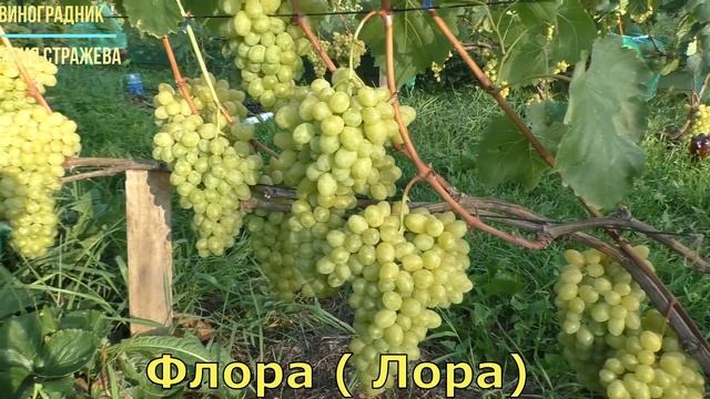 Виноград Беларуси . Лидчина. Сорт винограда  Лора ( Флора).