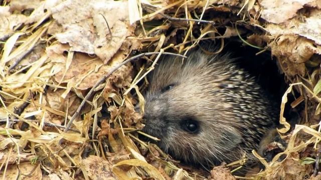 Что делают животные осенью и как готовятся к зиме