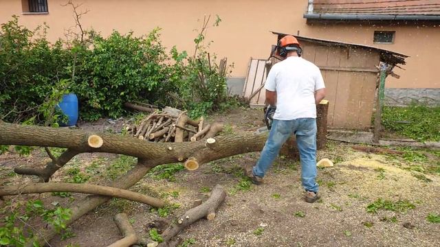 Makita DCS 6400 felling mulberry