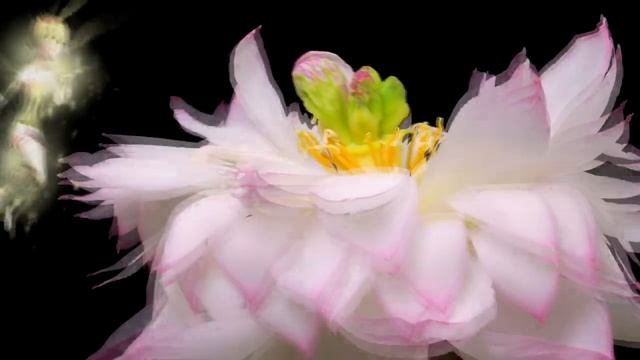 ❤️ Paul Mauriat - Toccata (flower dance) ❤️ Поль Мориа - Токката (танец цветов) ❤️