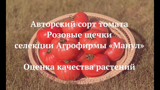 Самый вкусный томат - сорт Розовые щечки селекции Агрофирмы "Манул"! ЖДЕМ УРОЖАЙ!