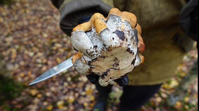 Грибная разведка 02 октября 2022. Всеволожский район.