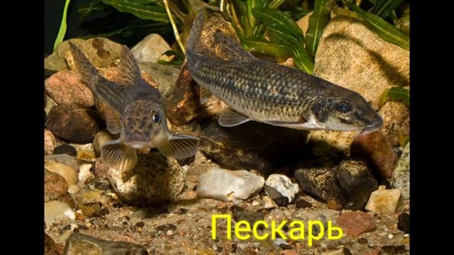 Пресноводные рыбы России.