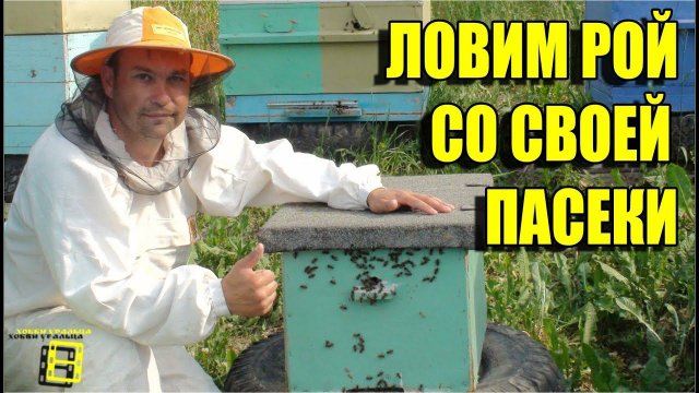 ЛОВИМ РОЙ СО СВОЕЙ ПАСЕКИ. Ловля роев или пчелы бесплатно. Часть 4 #рои #ловушка #пчелы