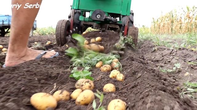 Самая ПРОСТАЯ картофелекопалка "УТИНЫЙ ХВОСТ". Копаем МОТОБЛОКОМ!!!