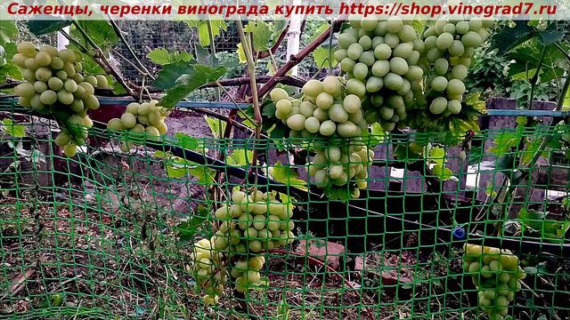 Парад сортов на 27.07.24 года - виноград Сенатор. Купить черенки, саженцы https://shop.vinograd7.ru