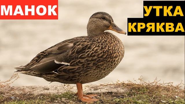 ?ЗВУК (ГОЛОС) УТКА КРЯКВА ОСАДКА