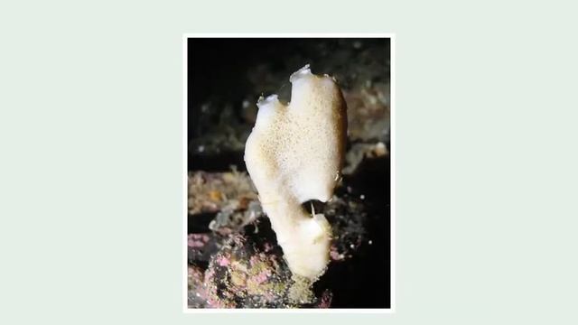 Энциклопедия о животных .Обзор