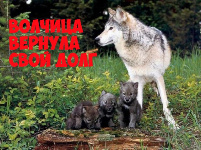 Волчица вернула свой долг. интересная история. Интересные истории про животных.