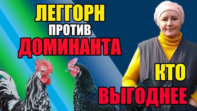 Леггорн против Доминанта. Кого выгоднее содержать.