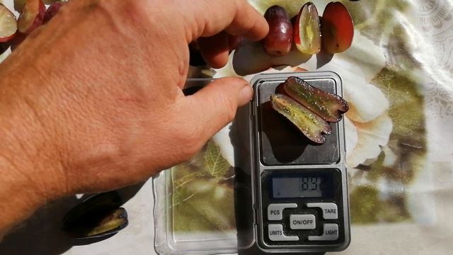 Столовые сорта винограда на 13.09.2024г