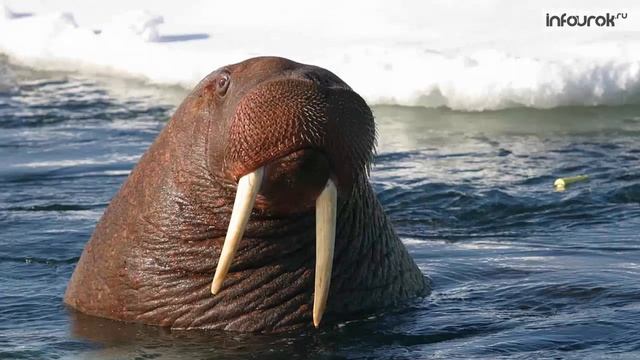 тема: ЖИВОТНЫЕ СЕВЕРА