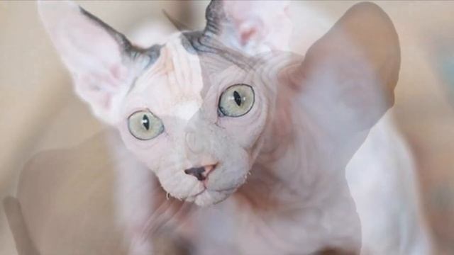 Кошка Эльф плюсы и минусы породы | Породы кошек | Порода кошек Эльф