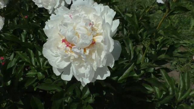 Пион Boule de Neige