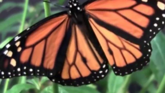Beautiful Butterfly | Butterfly Metamorphosis | Life Cycle of a Butterfly/Jack Hartmann